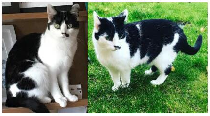 Picture of missing cat Picture of missing cat